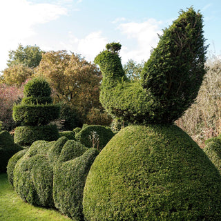 Topiary art of a bird in a garden setting with trees and sky in the background.

