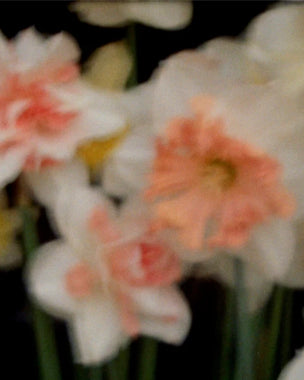 A close-up, soft-focus photograph of white and pale pink daffodils with green stems against a dark background.